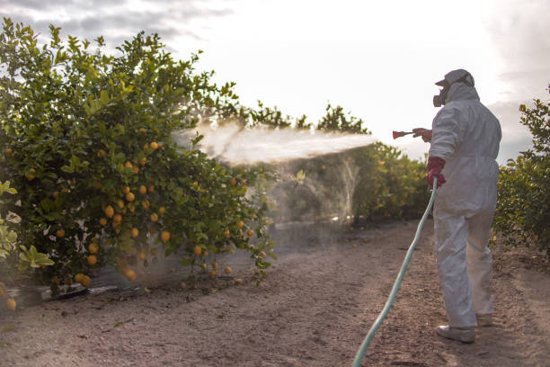 Best Bird Control  in South Highpoint, FL