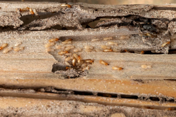 Bird Control in South Highpoint, FL